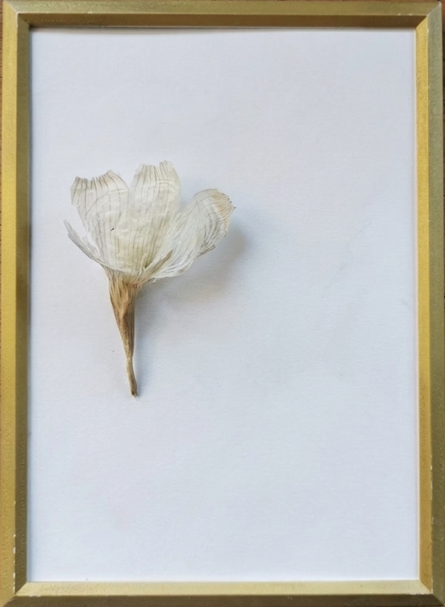 BloomingBird_1