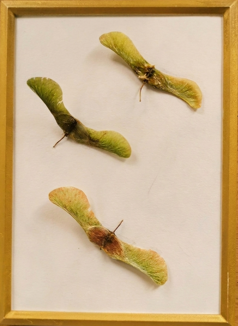 MapleFlight_1